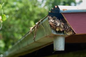 keeps animals and insects from nesting near your home 