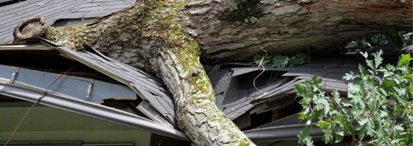 How Trees Can Damage Your Roof and Tips to Prevent It