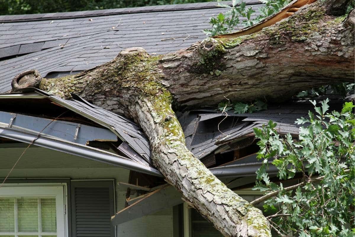 How Trees Can Damage Your Roof and Tips to Prevent It